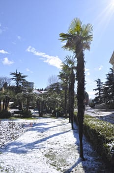 Palm trees in the snow on a clear winter day. Sochi in winter