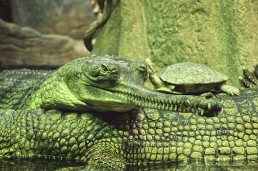 The false gharial (Tomistoma schlegelii), also known as the Malayan gharial, ZOO, Czech Republic