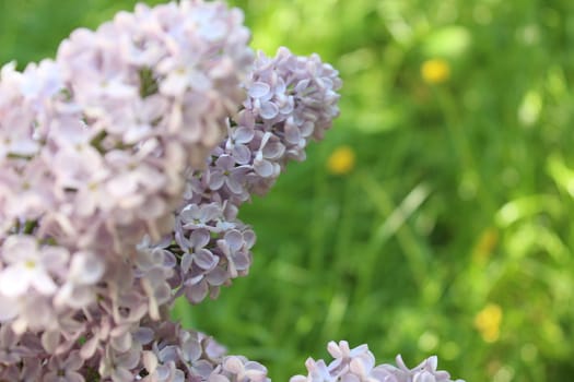 beautiful image of lilac flowers on grass background