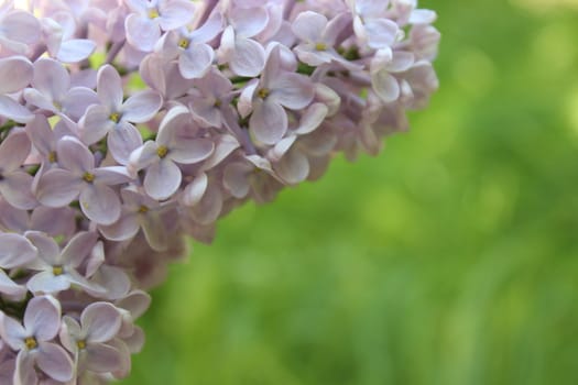 beautiful image of lilac flowers on green background