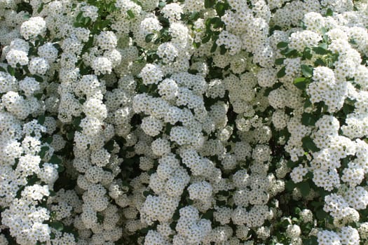 nice image of bush with white flowers