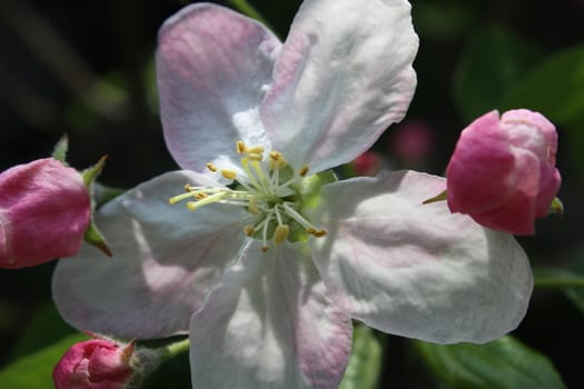 beautiful image of apple white flower with pink buds 