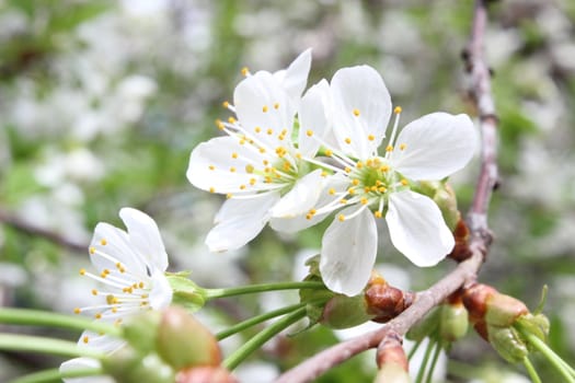 nice image of beautiful cherry flowers on branch