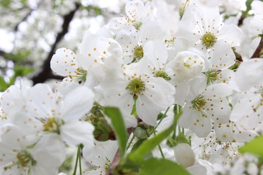 fine image of beautiful cherry white flowers