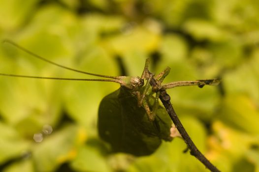 Peruivian Leaf-mimicking katydid (Tettigoniidae Pseudophyllinae) clinging to a branch