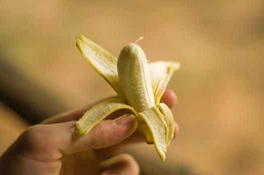 Person holding miniature banana against brown background