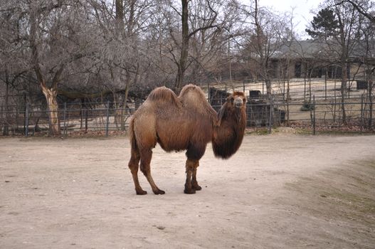 Camel in the Czech zoo. czech republic