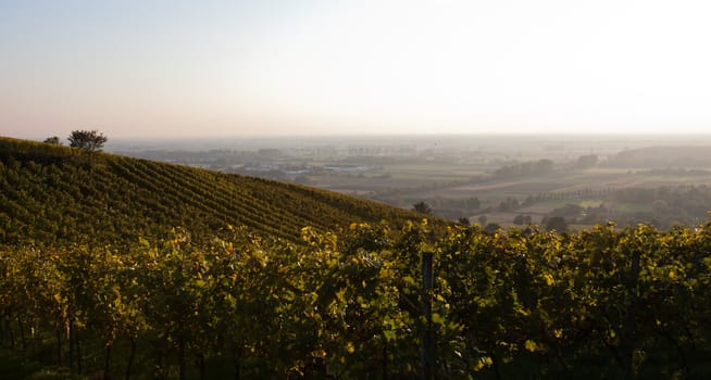 View over wine fields in the German countryside