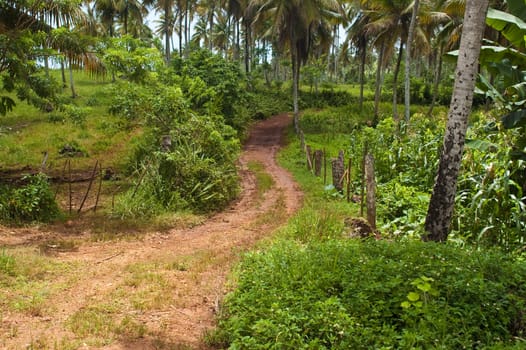 Road to Playa Rincon in the Dominican Republic