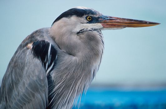Great blue heron (Ardea herodias) with its neck pulled in