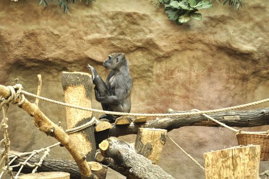 Gorila doing exercises in zoo. Prague, Czech republic