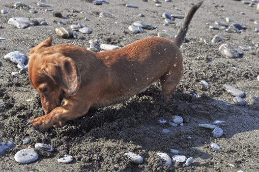 The dog digs a hole on the beach