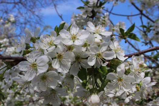 nice image of cherry white flowers with sky