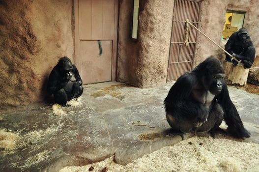 The family of goril in zoo. Prague Czech Republic