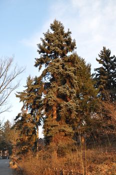 Fir trees on a winter mountain in park