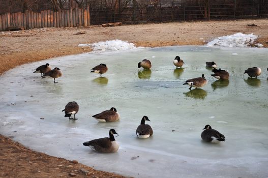 Duck in frozen pond in the zoo