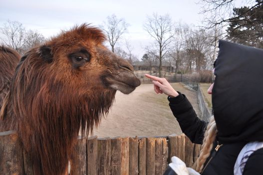 Camel in zoo of prague czech republic