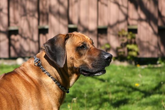 Rhodesian Ridgeback Dog profile in late morning sun