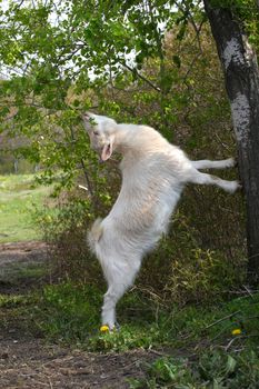 Miniature Goat feeding in morning on spring bounty