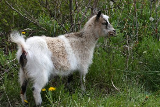 Miniature Goat feeding in morning on spring bounty