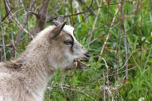Miniature Goat feeding in morning on spring bounty