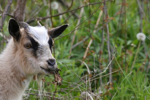 Miniature Goat feeding in morning on spring bounty