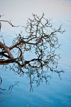 a tree reaching out and its reflection in the water