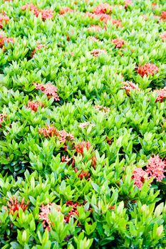 Pattern of Ixora coccinea flower