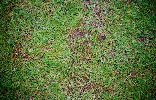 Grass Floor pattern background