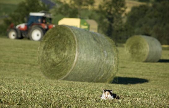 During harvesting a cat makes a little sleep
