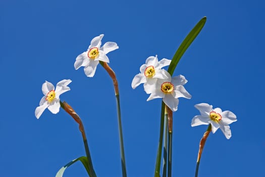 Group of bright white narcissus flowers on the background of blue sky