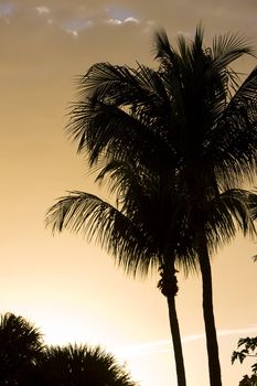 silhouette of palm trees, Florida, USA
