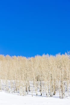 winter fores, Utah, USA
