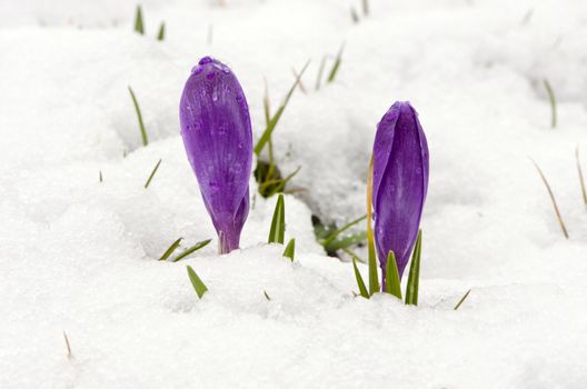 Crocus saffron first spring flowers between melting snow. Violet blooms.