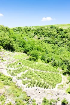vineyards of Cote Rotie, Rhone-Alpes, France
