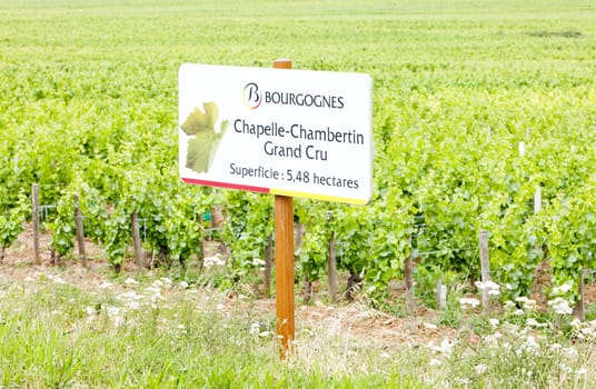 grand cru vineyard of Chapelle-Chambertin, Cote de Nuits, Burgundy, France