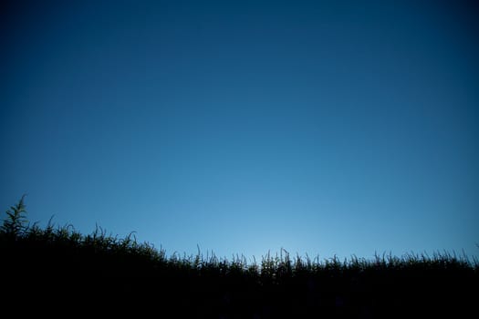 Sunset view with grass silhouette