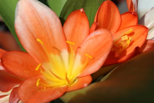 nice image of beautiful orange flowers and green leafs