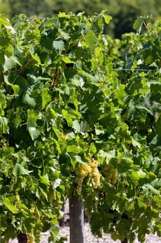 white grape in Jarnac, Poitou-Charentes, France