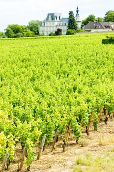 grand cru vineyard near Fixin, Cote de Nuits, Burgundy, France