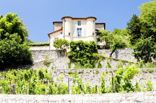 vineyard of Chateau Grillet, Rhone-Alpes, France