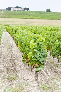 vineyard and Chateau d'Yquem, Sauternes Region, France