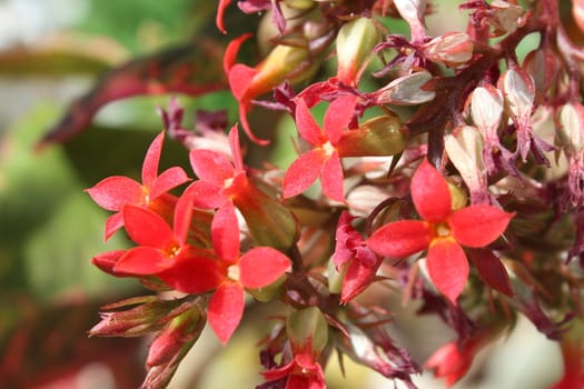 beautiful image of small flowers with red petals