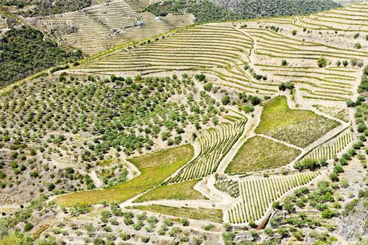 vineyars in Douro Valley, Portugal