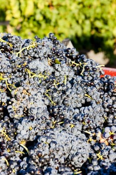 wine harvest in Fitou appellation, Languedoc-Roussillon, France