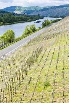 vineyar near Mulheim, Moselle Valley, Rhineland-Palatinate, Germany
