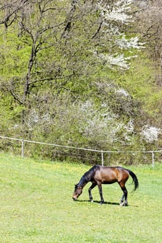 horse on meadow