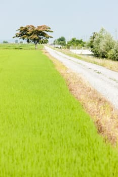 rice field, Piedmont, Italy