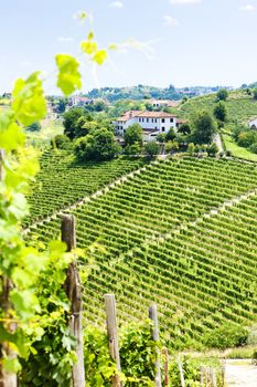 vineyar near Tana, Asti Region, Piedmont, Italy