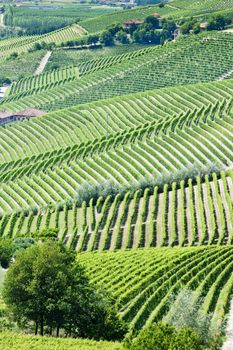 vineyars near Barbaresco, Piedmont, Italy